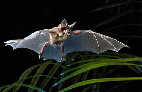 bats on amazon|More.